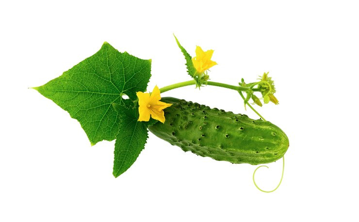 فروش خیار بوته ای